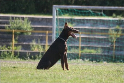 Sasha - Estonia championship 2007  in IPO 3